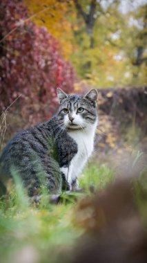 Bir kedi sonbahar bahçesinde çimlerin üzerinde oturur..