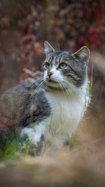Bir kedi sonbahar bahçesinde çimlerin üzerinde oturur..