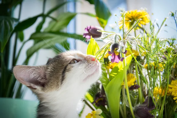 stock image In the apartment on the windowsill, a small tricolor kitten sniffs wild flowers.