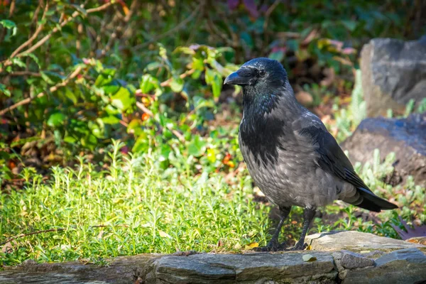 Fathered Animal Hooded Crow Green Grass — Stock Photo, Image