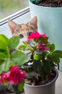 Pencerenin kenarındaki pembe çiçeklerin arkasından tuhaf bir kedi yavrusu dikizliyor..