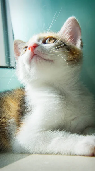Tricolor Gato Peitoril Janela Closeup Retrato — Fotografia de Stock