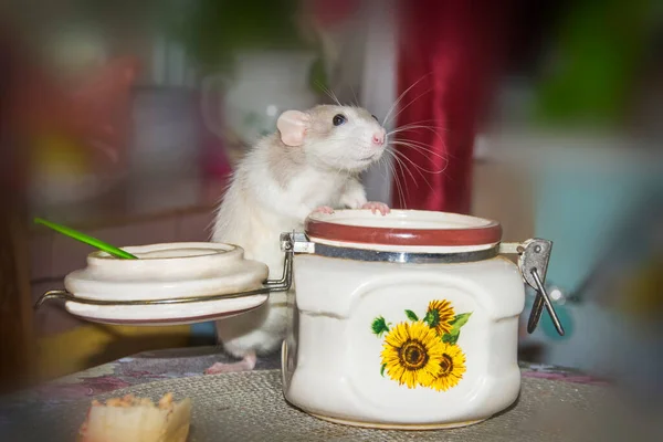 Kitchen Table Smart Little White Mouse Peeks Sugar Bowl — Stock Photo, Image
