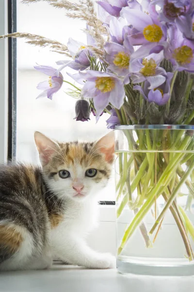 Pencere kenarındaki dairede, üç renkli küçük bir kedi yavrusu bir buketin yanında uyur..