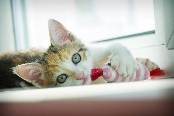 Trójkolorowy Kot Bawi Się Myszą Parapecie — Zdjęcie stockowe