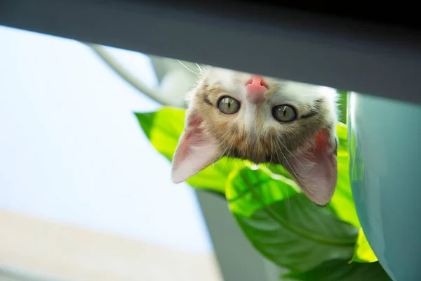 窓ガラスのピンクの花の後ろから面白いかわいい子猫の目 — ストック写真