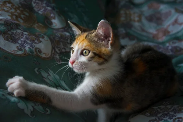 Kotek Leży Kratce Uważnie Patrzy Aheę — Zdjęcie stockowe