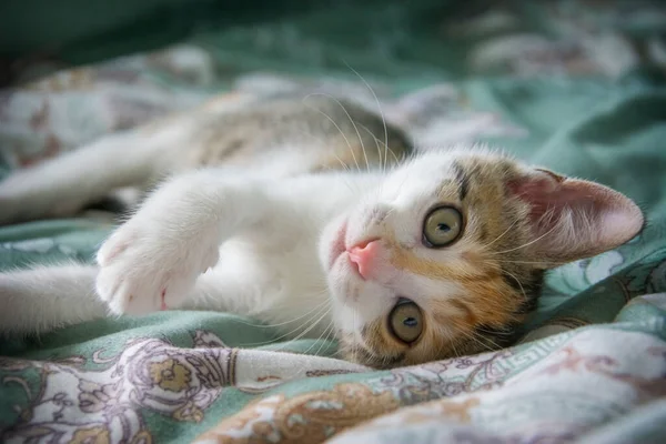 Kitten Lying Plaid Looking Attentively Ahea — Stock Photo, Image