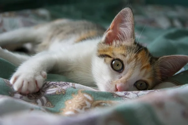 Котёнок Лежит Клетке Внимательно Смотрит Ахею — стоковое фото