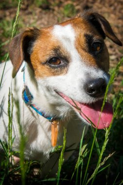 Yazın doğada Jack Russell 'ın köpeği. Yakın plan..