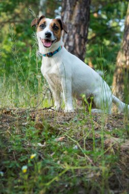 Yazın doğada Jack Russell 'ın köpeği. Yakın plan..