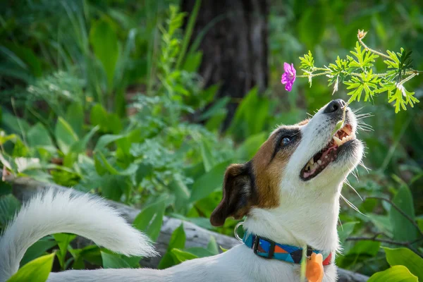 Pada Hari Yang Cerah Musim Panas Hutan Seekor Anjing Jack — Stok Foto