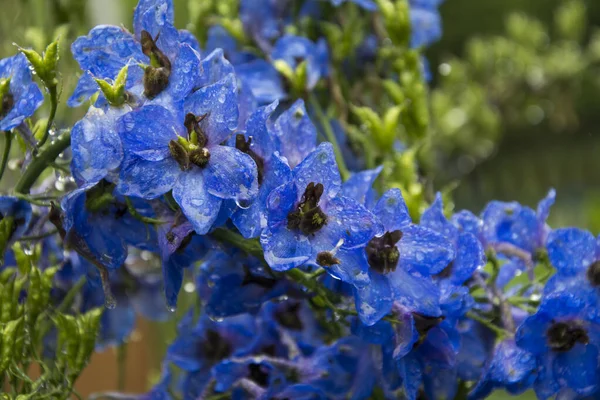 Garden Summer Blue Delphinium Rain — Stock Photo, Image