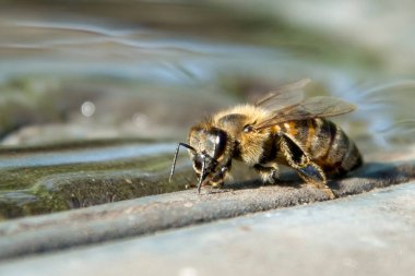 Yazın, bir arı bahçede su içer..