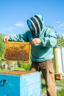 Arı yetiştiricisi arılarla ve arı kovanlarıyla çalışıyor..