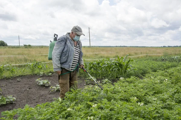 stock image Gardener poisons pest insect in the garden. Farmer man spraying potatoes with poison against colorado potato beetle. Sprinkles with sprayer.