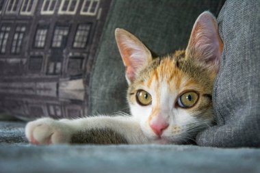 Odadaki kanepede üç renkli bir kedi yatıyor. Yastıkların arkasından dışarı bakıyor..