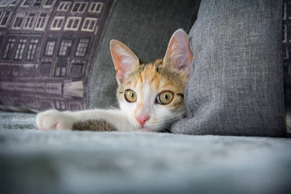 Gauči Pokoji Leží Tříbarevná Kočka Vykoukne Zpoza Polštářů — Stock fotografie