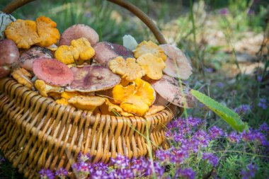 Yerdeki ahşap sepetler yenilebilir mantarlarla doludur. Pembe russula, chanterelles, orman bitkileri arasında mantar. Mantar toplama geleneği.