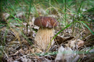 Güzel bir beyaz mantar (Boletus edulis) ormanda çimenlerin arasında yetişir..