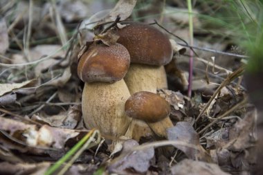Üç güzel beyaz mantar (Boletus edulis) ormanda çimenlerin arasında yetişir..