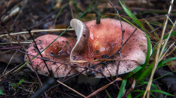 비오는 숲에서 버섯은 더럽습니다 — 스톡 사진