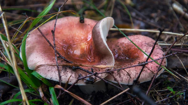 森林里有两只粉红色的大红豆杉 蘑菇又湿又脏 — 图库照片