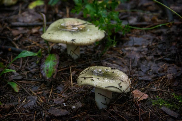 森林里有两只绿色的大红豆杉 蘑菇又湿又脏 — 图库照片
