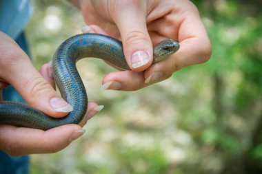 Yazın, ormanda güneşli bir günde, bacakları olmayan bir kertenkele elindedir..