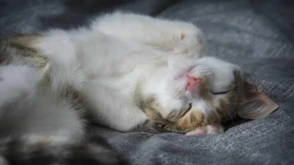 Маленький Милий Триколор Кошеня Спить Ліжку Спині — стокове фото