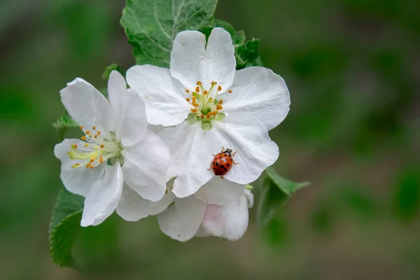 Pommier Fleurs Dans Jardin Printemps Coccinelle Des Insectes Est Assise — Photo