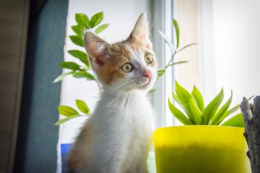 Odada küçük sürpriz bir kedi yavrusu oturuyor..