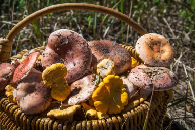 Parlak güneşli bir günde ormanda içinde mantarlar olan bir sepet vardır: Pembe russula ve chanterelles.