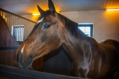 Modern bir ahırda kalan genç Bay Horse 'un portresi