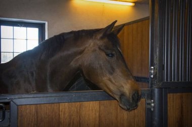 Modern bir ahırda kalan genç Bay Horse 'un portresi