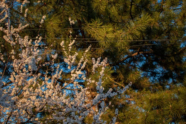 Цветущее Дерево Зеленая Сосна — стоковое фото