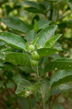 Close up of a Ashwagandha plant with its raw fruit clipart