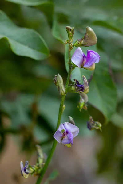 Fiore Viola Fagiolo Giacinto Con Sfocatura Sfondo — Foto Stock