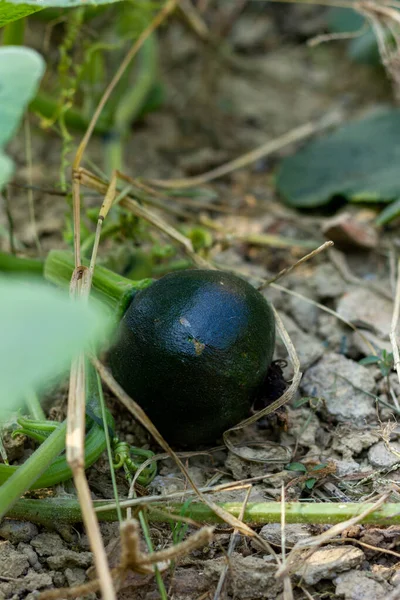 stock image Close-up of baby pumpkin on the floor