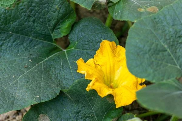 Nahaufnahme Von Gelb Gefärbten Kürbisblüte Mit Seinen Blättern — Stockfoto