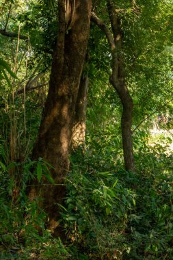 Birçok farklı ağaç çeşidine sahip bir ormanın dikey manzarası. Bu fotoğrafı UP 'de çektim.