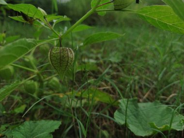 Ciplukan physalis minima 'ya yakın plan.