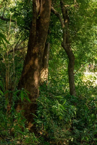 Birçok farklı ağaç çeşidine sahip bir ormanın dikey manzarası. Bu fotoğrafı UP 'de çektim.
