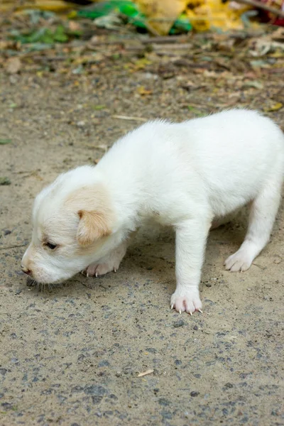 Een Baby Puppy Zoek Naar Voedsel Nam Deze Foto Dorpsweg — Stockfoto