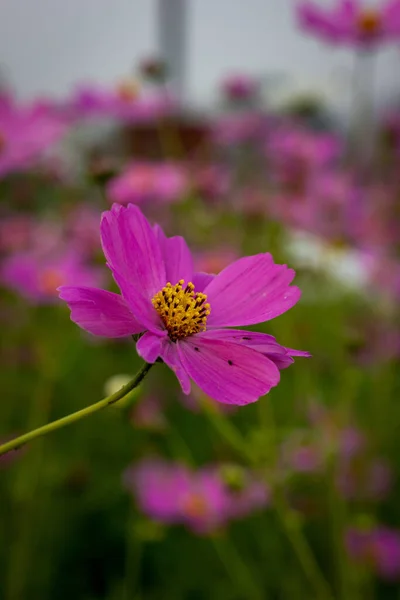 Krásný Růžový Květ Zahradního Kosmu Fotil Jsem Zahradě — Stock fotografie
