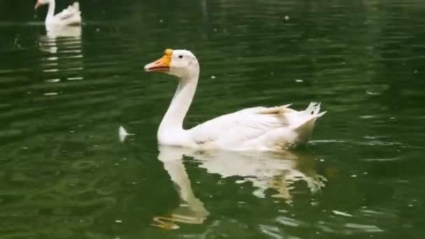 Πάπιες Που Κολυμπούν Στη Λίμνη — Αρχείο Βίντεο