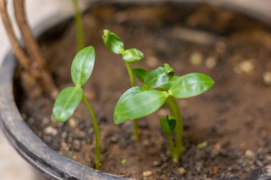 Topraktan küçük bitkiler filizleniyor.. 