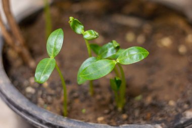 Topraktan küçük bitkiler filizleniyor.. 