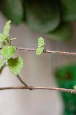 Dallarında küçük Tulsi yaprakları