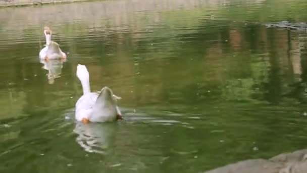 호수에서 헤엄치는 오리들 — 비디오
